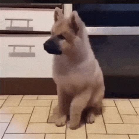 dog excited gif|More.